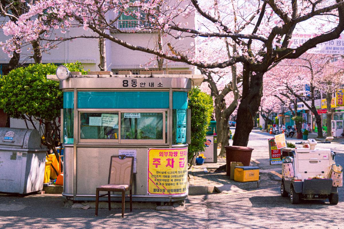 2020 동대신동 삼익아파트 벚꽃 전경