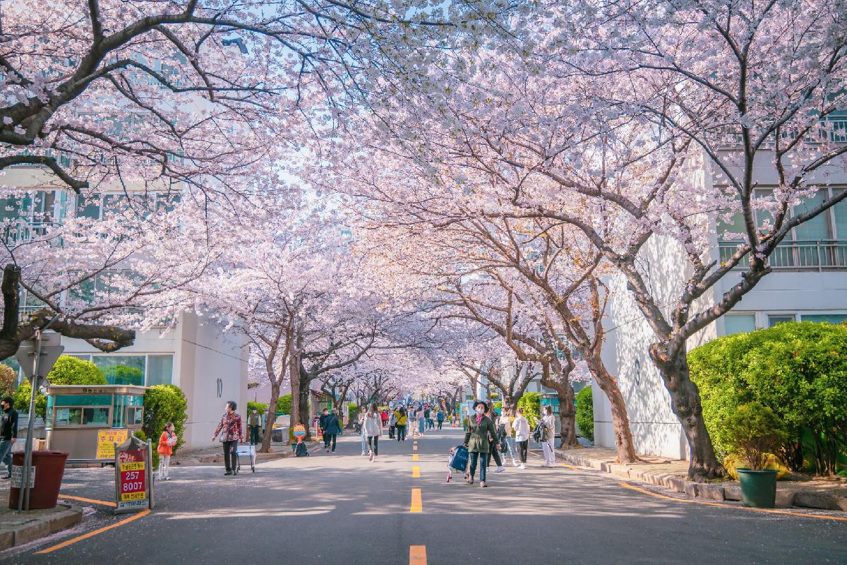 2021 삼익아파트 벚꽃