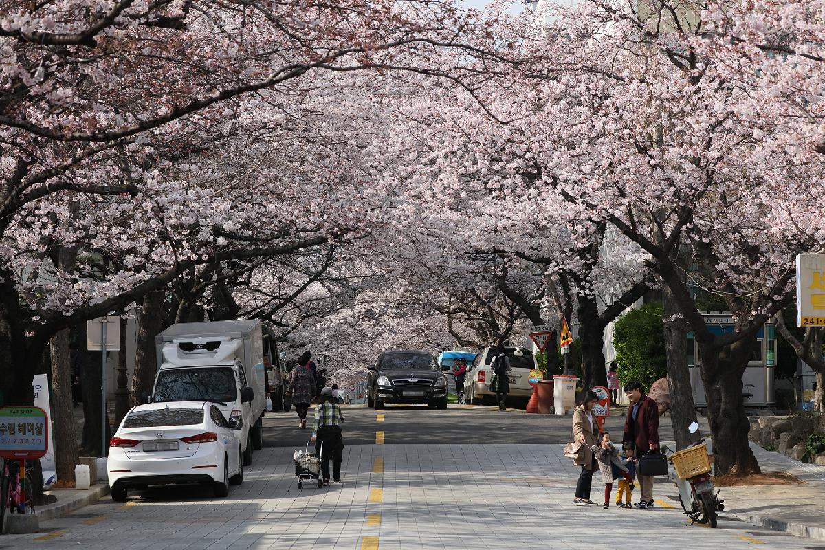 삼익아파트 벚꽃길