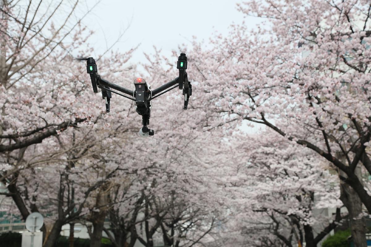 삼익아파트 벚꽃길