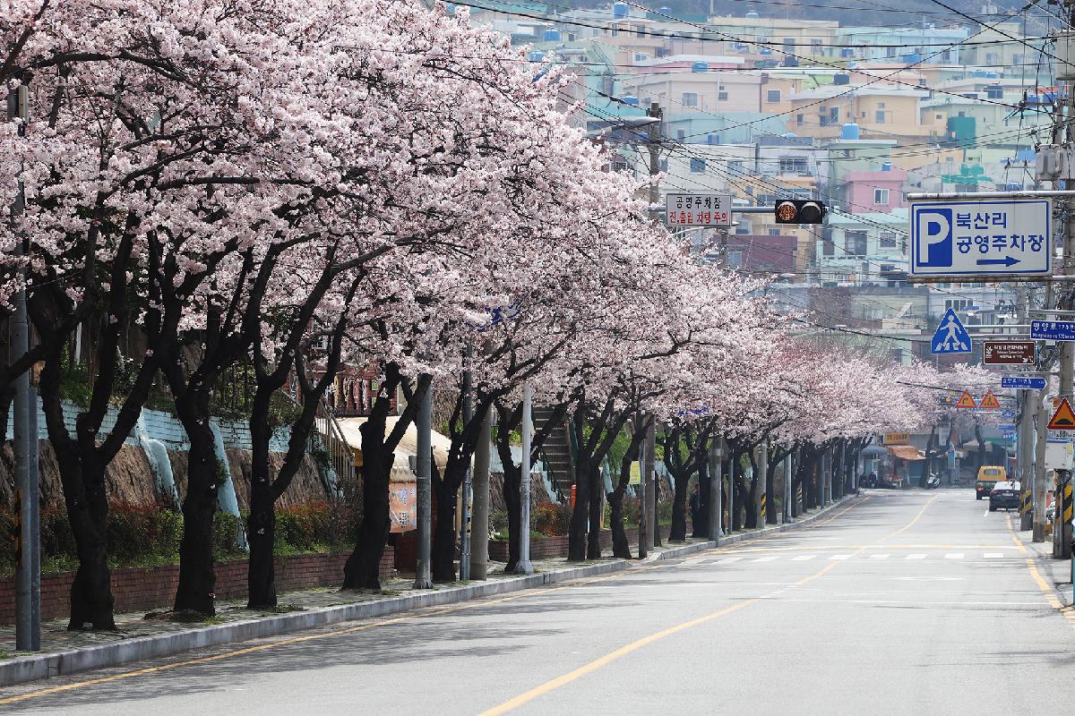 닥밭골 소망계단 벚꽃길