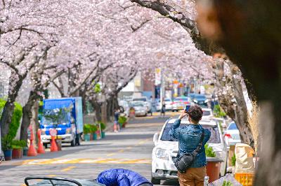 2022년 서구 관내 봄꽃 사진